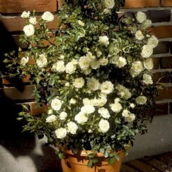 'Waltz'™ Rosa X 'Waltz'™ (Slyngrose) A-Kvalitet,- Barrods Roser Min. 3 Grene