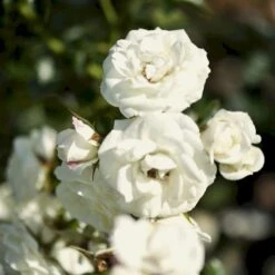 'Waltz'™ Rosa X 'Waltz'™ (Slyngrose) A-Kvalitet,- Barrods Roser Min. 3 Grene -Plantetorvet Butik p1918 52263 rosa x waltz slyngrose 34e2