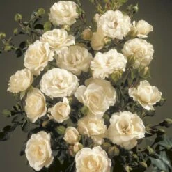 'Waltz'™ Rosa X 'Waltz'™ (Slyngrose) A-Kvalitet,- Barrods Roser Min. 3 Grene -Plantetorvet Butik p1918 52264 rosa x waltz slyngrose 4ba5