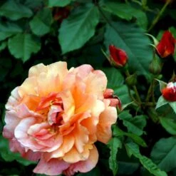 'Westerland'® Rosa X 'Westerland'® (Slyngrose) A-Kvalitet,- Barrods Roser Min. 3 Grene 5 'Westerland'® Rosa X 'Westerland'® (Slyngrose) A-Kvalitet,- Barrods Roser Min. 3 Grene -Plantetorvet Butik p1919 52927 rosa x westerland buskrose db1c