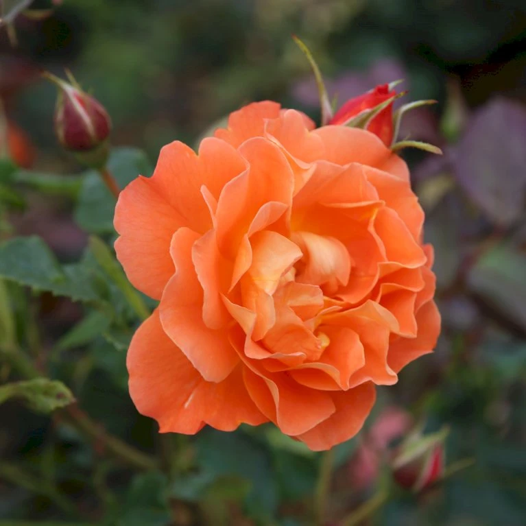 'Westerland'® Rosa X 'Westerland'® (Slyngrose) A-Kvalitet,- barrods roser min. 3 grene 'Westerland'® Rosa X 'Westerland'® (Slyngrose) A-Kvalitet,- Barrods Roser Min. 3 Grene -Plantetorvet Butik p1919 53676 rosa x westerland slyngrose 315c