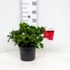 'Scarlet Wonder' Rhododendron Repens 'Scarlet Wonder' Potte 4,0 Liter,- 25-30 Cm. 1 'Scarlet Wonder' Rhododendron Repens 'Scarlet Wonder' Potte 4,0 Liter,- 25-30 Cm. -Plantetorvet Butik p1926 46704 rhododendron repens scarlet wonder 067d