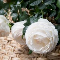 'Friheden'™ Rosa X 'Friheden'™ (Buketrose) A-Kvalitet,- Barrods Roser Min. 3 Grene