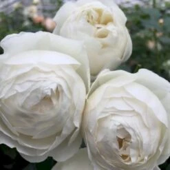 'Friheden'™ Rosa X 'Friheden'™ (Buketrose) A-Kvalitet,- Barrods Roser Min. 3 Grene 7 'Friheden'™ Rosa X 'Friheden'™ (Buketrose) A-Kvalitet,- Barrods Roser Min. 3 Grene -Plantetorvet Butik p19464 51278 rosa x friheden buketrose a570