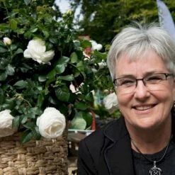 'Friheden'™ Rosa X 'Friheden'™ (Buketrose) A-Kvalitet,- Barrods Roser Min. 3 Grene 9 'Friheden'™ Rosa X 'Friheden'™ (Buketrose) A-Kvalitet,- Barrods Roser Min. 3 Grene -Plantetorvet Butik p19464 51280 rosa x friheden buketrose 607c