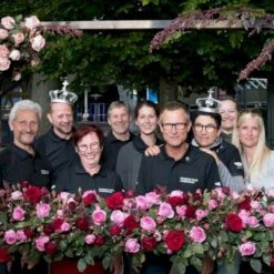 'Friheden'™ Rosa X 'Friheden'™ (Buketrose) A-Kvalitet,- Barrods Roser Min. 3 Grene 10 'Friheden'™ Rosa X 'Friheden'™ (Buketrose) A-Kvalitet,- Barrods Roser Min. 3 Grene -Plantetorvet Butik p19464 51281 rosa x friheden buketrose a785