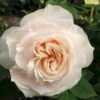 'Fru Nørby'™ Rosa X 'Fru Nørby'™ (Buketrose) A-Kvalitet,- Barrods Roser Min. 3 Grene 1 'Fru Nørby'™ Rosa X 'Fru Nørby'™ (Buketrose) A-Kvalitet,- Barrods Roser Min. 3 Grene -Plantetorvet Butik p19465 51496 rosa x fru noerby buketrose 7e47