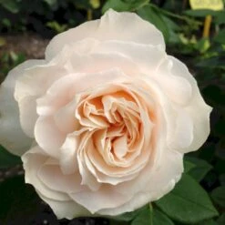 'Fru Nørby'™ Rosa X 'Fru Nørby'™ (Buketrose) A-Kvalitet,- Barrods Roser Min. 3 Grene