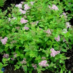 Spiræa 'Little Princess' Spiraea Jap. 'Little Princess' Potte 2,0 Liter,- 25-30 Cm. -Plantetorvet Butik p1961 47515 spiraea jap little princess 54f7