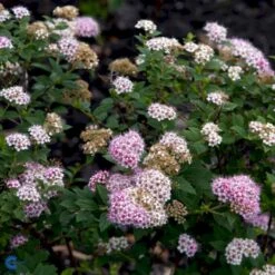 Spiræa 'Little Princess' Spiraea Jap. 'Little Princess' Potte 2,0 Liter,- 25-30 Cm. -Plantetorvet Butik p1961 47516 spiraea jap little princess e758