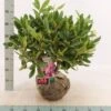 Rododendron Cat. 'Boursault' Rhododendron Catawbiense 'Boursault' Med Klump 50-60 Cm. Høj. Min. 50 Cm. Bred -Plantetorvet Butik p1990 52638 rhododendron catawbiense boursault bc43