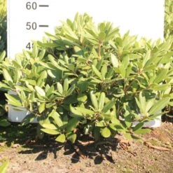 Rododendron Cat. 'Boursault' Rhododendron Catawbiense 'Boursault' Med Klump 50-60 Cm. Høj. Min. 50 Cm. Bred -Plantetorvet Butik p1990 52639 rhododendron catawbiense boursault 51b1