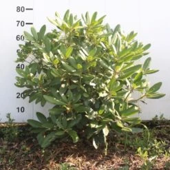 Rododendron Cat. 'Boursault' Rhododendron Catawbiense 'Boursault' Med Klump 50-60 Cm. Høj. Min. 50 Cm. Bred -Plantetorvet Butik p1990 52640 rhododendron catawbiense boursault f216