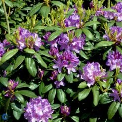 Rododendron Cat. 'Boursault' Rhododendron Catawbiense 'Boursault' Med Klump 50-60 Cm. Høj. Min. 50 Cm. Bred -Plantetorvet Butik p1990 52815 rhododendron catawbiense boursault 65a3