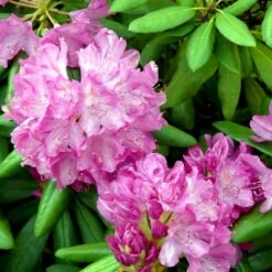 (cat.) 'English Roseum' Rhododendron Catawbiense 'English Roseum' Med Klump 50-60 Cm. Høj. Min. 50 Cm. Bred -Plantetorvet Butik p1991 52823 rhododendron catawbiense english roseum 94c2