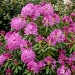 (cat.) 'English Roseum' Rhododendron Catawbiense 'English Roseum' Med Klump 50-60 Cm. Høj. Min. 50 Cm. Bred -Plantetorvet Butik p1991 52824 rhododendron catawbiense english roseum 1656