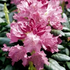 (cat.) 'English Roseum' Rhododendron Catawbiense 'English Roseum' Med Klump 50-60 Cm. Høj. Min. 50 Cm. Bred -Plantetorvet Butik p1991 52825 rhododendron catawbiense english roseum b792