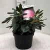 'Fantastica' Rhododendron X Yakushimanum 'Fantastica' Potte 10 Liter 40-50 Cm. 2 'Fantastica' Rhododendron X Yakushimanum 'Fantastica' Potte 10 Liter 40-50 Cm. -Plantetorvet Butik p2018 42249 rhododendron x yakushimanum fantastica f9ae