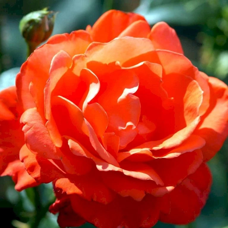 'Alexander' Rosa X 'Alexander' (storblomstrende) A-Kvalitet,- barrods roser min. 3 grene 'Alexander' Rosa X 'Alexander' (storblomstrende) A-Kvalitet,- Barrods Roser Min. 3 Grene -Plantetorvet Butik p2025 51200 rosa x alexander storblomstrende 22b8