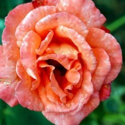 'Alexander' Rosa X 'Alexander' (storblomstrende) A-Kvalitet,- Barrods Roser Min. 3 Grene 6 'Alexander' Rosa X 'Alexander' (storblomstrende) A-Kvalitet,- Barrods Roser Min. 3 Grene -Plantetorvet Butik p2025 51201 rosa x alexander storblomstrende 4e45