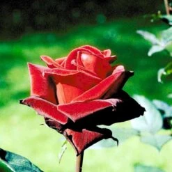 'Barkarole'® Rosa X 'Barkarole'® (Storblomstrende) A-Kvalitet,- Barrods Roser Min. 3 Grene 4 'Barkarole'® Rosa X 'Barkarole'® (Storblomstrende) A-Kvalitet,- Barrods Roser Min. 3 Grene -Plantetorvet Butik p2026 51209 rosa x barkarole storblomstrende 9c30