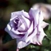 'Blue Moon'® Rosa X 'Blue Moon'® (Storblomstrende) A-Kvalitet,- Barrods Roser Min. 3 Grene