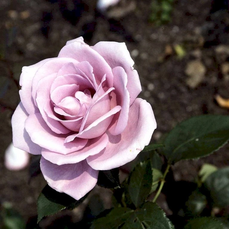 'Blue Moon'® Rosa X 'Blue Moon'® (Storblomstrende) A-Kvalitet,- barrods roser min. 3 grene 'Blue Moon'® Rosa X 'Blue Moon'® (Storblomstrende) A-Kvalitet,- Barrods Roser Min. 3 Grene -Plantetorvet Butik p2028 51221 rosa x blue moon storblomstrende d163