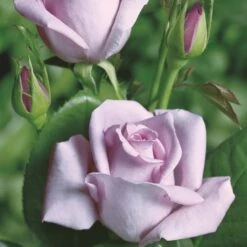 'Blue Moon'® Rosa X 'Blue Moon'® (Storblomstrende) A-Kvalitet,- Barrods Roser Min. 3 Grene 6 'Blue Moon'® Rosa X 'Blue Moon'® (Storblomstrende) A-Kvalitet,- Barrods Roser Min. 3 Grene -Plantetorvet Butik p2028 53982 rosa x blue moon storblomstrende 3d99