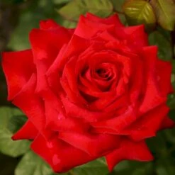 'Burgund 81'® Rosa X 'Burgund 81'® (Storblomstrende) A-Kvalitet,- Barrods Roser Min. 3 Grene 5 'Burgund 81'® Rosa X 'Burgund 81'® (Storblomstrende) A-Kvalitet,- Barrods Roser Min. 3 Grene -Plantetorvet Butik p2029 53553 rosa x burgund 81 storblomstrende dfd0