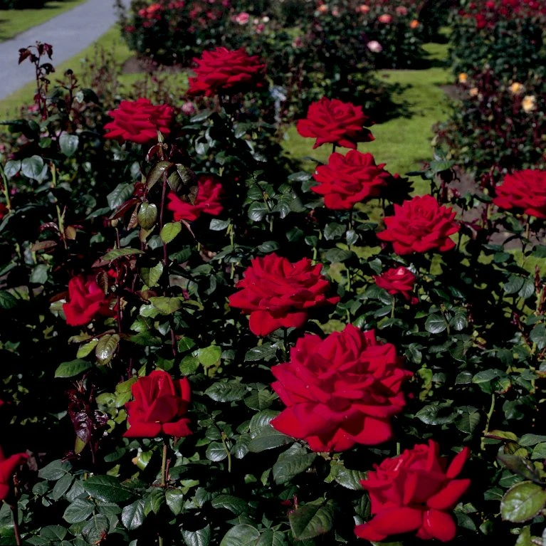 'Burgund 81'® Rosa X 'Burgund 81'® (Storblomstrende) A-Kvalitet,- barrods roser min. 3 grene 'Burgund 81'® Rosa X 'Burgund 81'® (Storblomstrende) A-Kvalitet,- Barrods Roser Min. 3 Grene -Plantetorvet Butik p2029 53554 rosa x burgund 81 storblomstrende bfe9