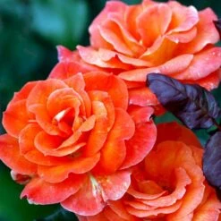 'Dronning Ingrid'™ Rosa X 'Dronning Ingrid'™ (storblomstrende) A-Kvalitet,- Barrods Roser Min. 3 Grene -Plantetorvet Butik p2036 51251 rosa x dronning ingrid storblomstrende f2ac