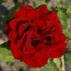 'Gisselfeld' Rosa X 'Gisselfeld' (Storblomstrende) A-Kvalitet,- Barrods Roser Min. 3 Grene -Plantetorvet Butik p2044 51282 rosa x gisselfeld storblomstrende 9459