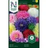 Sommerasters 'Semi-Tall' Mix Callistephus Chinensis 'Semi-Tall' Mix Pose Med Frø Eller Løg, 25 1 Sommerasters 'Semi-Tall' Mix Callistephus Chinensis 'Semi-Tall' Mix Pose Med Frø Eller Løg, 25 -Plantetorvet Butik p20458 34828 callistephus chinensis semi tall mix dfb7