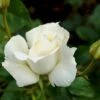'Pascali' Rosa X 'Pascali' (Storblomstrende) A-Kvalitet,- Barrods Roser Min. 3 Grene 2 'Pascali' Rosa X 'Pascali' (Storblomstrende) A-Kvalitet,- Barrods Roser Min. 3 Grene -Plantetorvet Butik p2058 51348 rosa x pascali storblomstrende 9fa2