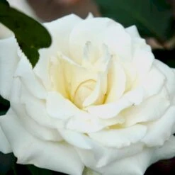 'Pascali' Rosa X 'Pascali' (Storblomstrende) A-Kvalitet,- Barrods Roser Min. 3 Grene -Plantetorvet Butik p2058 51349 rosa x pascali storblomstrende 4bda