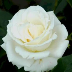 'Pascali' Rosa X 'Pascali' (Storblomstrende) A-Kvalitet,- Barrods Roser Min. 3 Grene -Plantetorvet Butik p2058 51350 rosa x pascali storblomstrende 94a0