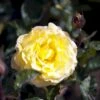 'Peer Gynt'® Rosa X 'Peer Gynt'® (Storblomstrende) A-Kvalitet,- Barrods Roser Min. 3 Grene