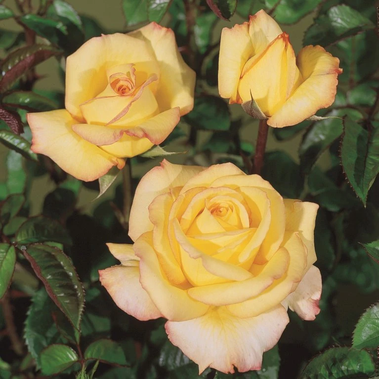 'Peer Gynt'® Rosa X 'Peer Gynt'® (Storblomstrende) A-Kvalitet,- barrods roser min. 3 grene 'Peer Gynt'® Rosa X 'Peer Gynt'® (Storblomstrende) A-Kvalitet,- Barrods Roser Min. 3 Grene -Plantetorvet Butik p2060 53625 rosa x peer gynt storblomstrende 0406