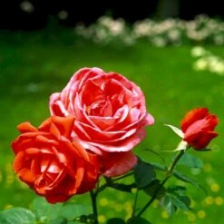 'Super Star'® Rosa X 'Super Star'® (Storblomstrende) A-Kvalitet,- Barrods Roser Min. 3 Grene 4 'Super Star'® Rosa X 'Super Star'® (Storblomstrende) A-Kvalitet,- Barrods Roser Min. 3 Grene -Plantetorvet Butik p2070 51389 rosa x super star storblomstrende fa2a