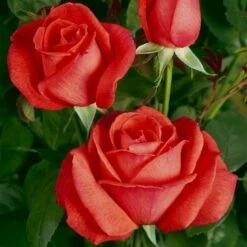 'Super Star'® Rosa X 'Super Star'® (Storblomstrende) A-Kvalitet,- Barrods Roser Min. 3 Grene 6 'Super Star'® Rosa X 'Super Star'® (Storblomstrende) A-Kvalitet,- Barrods Roser Min. 3 Grene -Plantetorvet Butik p2070 53992 rosa x super star storblomstrende 2fd2