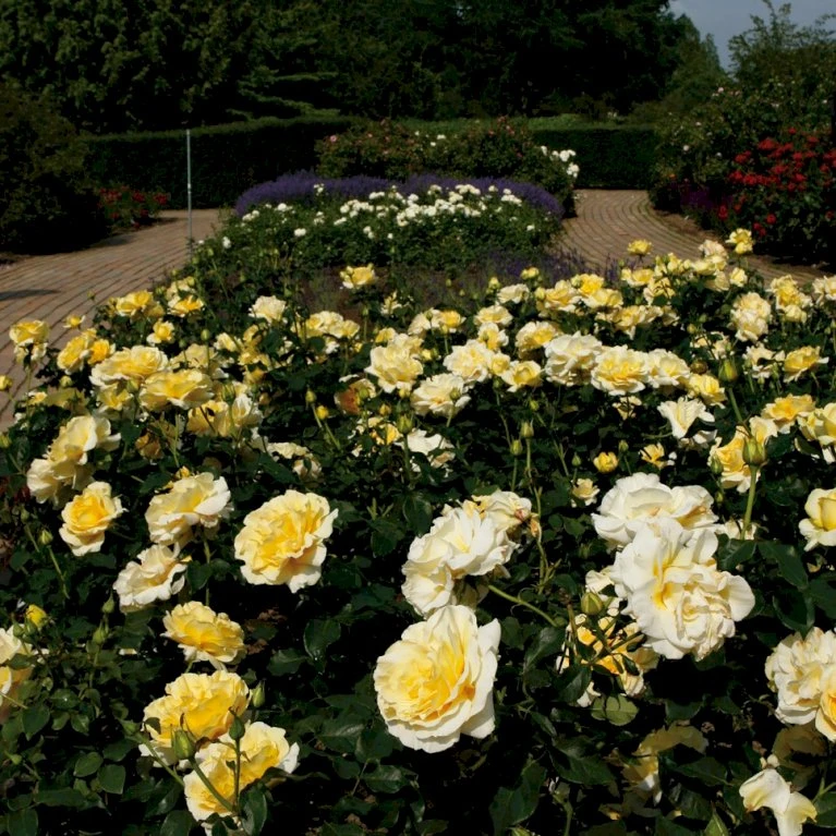 'Tivoli 150'™ Rosa X 'Tivoli 150'™ A-Kvalitet,- barrods roser min. 3 grene 'Tivoli 150'™ Rosa X 'Tivoli 150'™ A-Kvalitet,- Barrods Roser Min. 3 Grene -Plantetorvet Butik p2073 51395 rosa x tivoli 150 0108