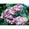 'Katherine Havemeyer' Syringa Vul. 'Katherine Havemeyer' (Storblomstrende) Med Klump,- 150-175 Cm. -Plantetorvet Butik p2104 1644 syringa vulgaris katherine havemeyer 7102