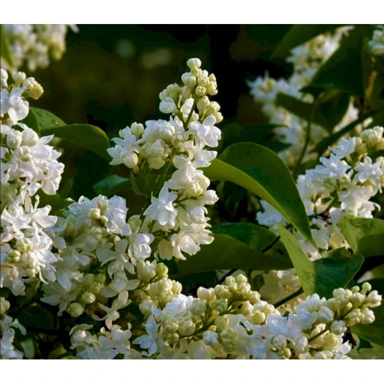 'Primrose' Syringa Vul. 'Primrose' (storblomstrende) Med klump,- 125-150 cm. 'Primrose' Syringa Vul. 'Primrose' (storblomstrende) Med Klump,- 125-150 Cm. -Plantetorvet Butik p2108 38059 syringa vul primrose storblomstrende 56dc