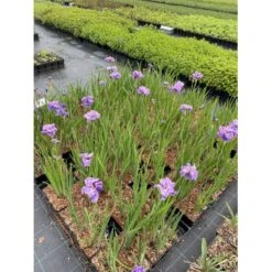 Sibirisk Iris 'Having Fun' Iris Sibirica 'Having Fun' 1 Liter Potte