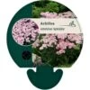 Almindelig Røllike 'Apfelblüte' Achillea Millefolium 'Apfelblüte' Bakke Med 12 Stk. -Plantetorvet Butik p22065 45310 achillea millefolium apfelbluete efdd