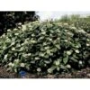 Dværgkvalkved Viburnum Davidii Potte 3,0 Liter,- 25-30 Cm. 2 Dværgkvalkved Viburnum Davidii Potte 3,0 Liter,- 25-30 Cm. -Plantetorvet Butik p2216 1707 viburnum davidii f661