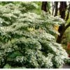 Japansk Etage-Snebolle 'Mariesii' Viburnum Plicatum 'Mariesii' Med Klump,- 100-120 Cm. -Plantetorvet Butik p2222 37486 viburnum plicatum mariesii d334