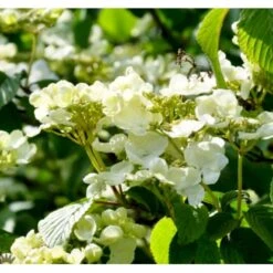 Japansk Etage-Snebolle 'Mariesii' Viburnum Plicatum 'Mariesii' Med Klump,- 100-120 Cm. -Plantetorvet Butik p2222 37487 viburnum plicatum mariesii b645