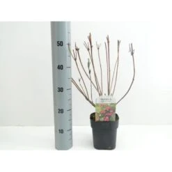 Klokkebusk 'Bristol Ruby' Weigela Hybrid 'Bristol Ruby' Potte 2,0 Liter,- 40-60 Cm.