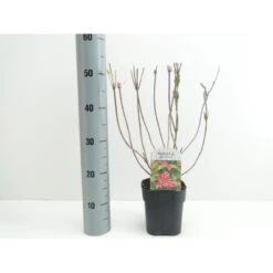 Klokkebusk 'Red Prince' Weigela Hybrid 'Red Prince' Potte 2,0 Liter,- 40-60 Cm.